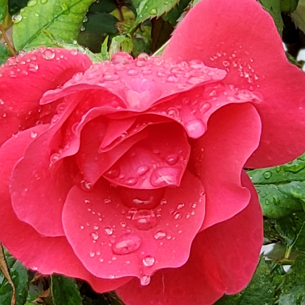 Have A Beautiful Day